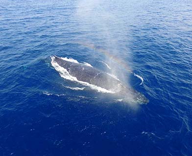 奄美大島でホエールウォッチング | ゼログラヴィティ清水ヴィラ