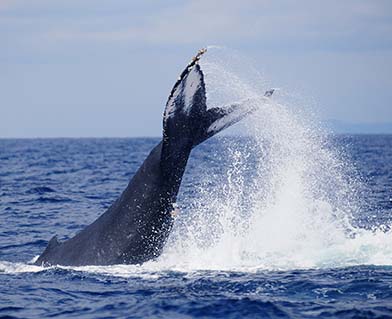 奄美大島でホエールウォッチング | ゼログラヴィティ清水ヴィラ